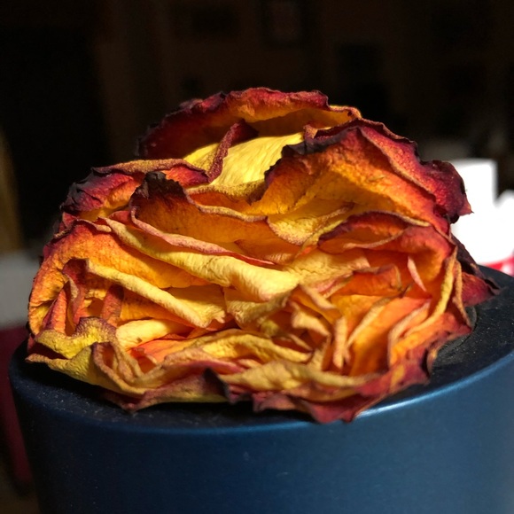 Meet your Posher, Steven - Picture 1 of 1